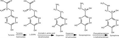 Influence of intra-abomasal administration of L-DOPA on circulating catecholamines and feed intake in cattle